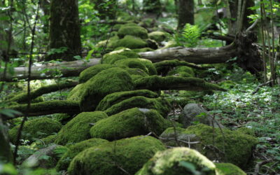 Gauselskogen – det tapte fugleparadiset