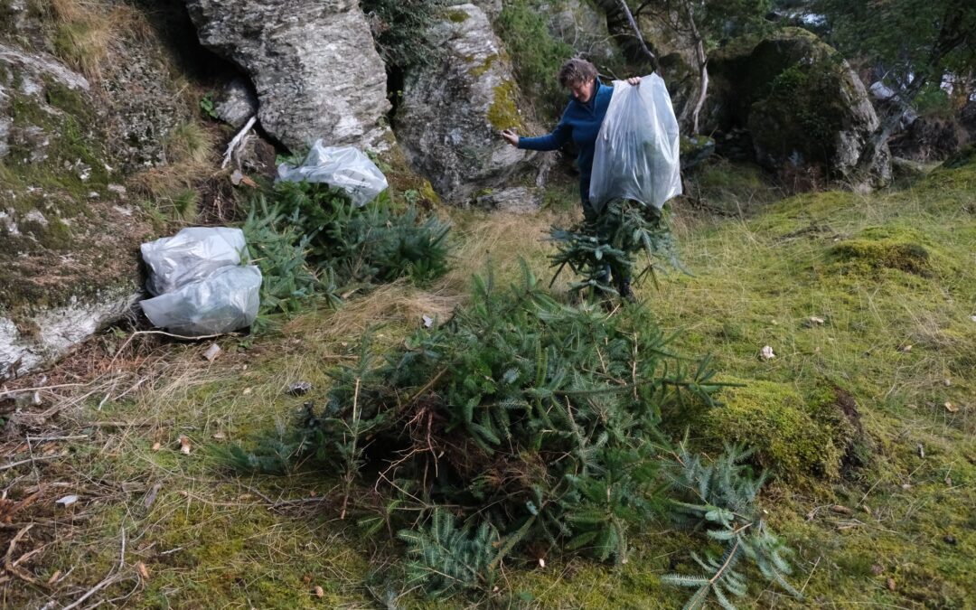 Nærast fritt fram for utanlandske treslag i vestlandsnaturen