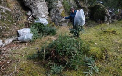 Nærast fritt fram for utanlandske treslag i vestlandsnaturen