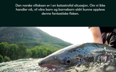 Lakselus dreper villaksen – nå må merdene lukkes!