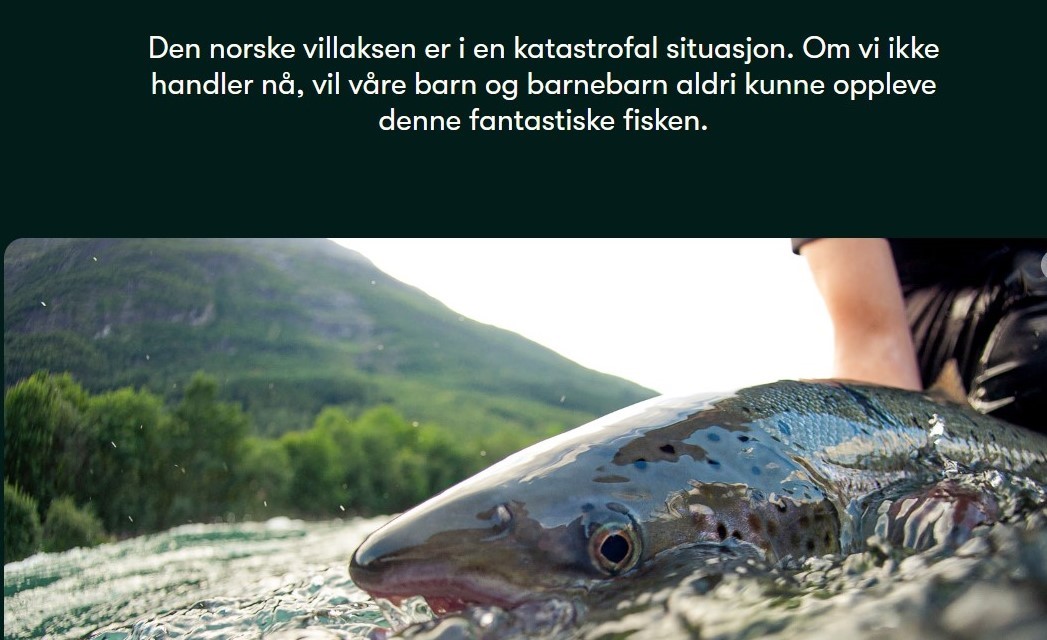 Lakselus dreper villaksen – nå må merdene lukkes!