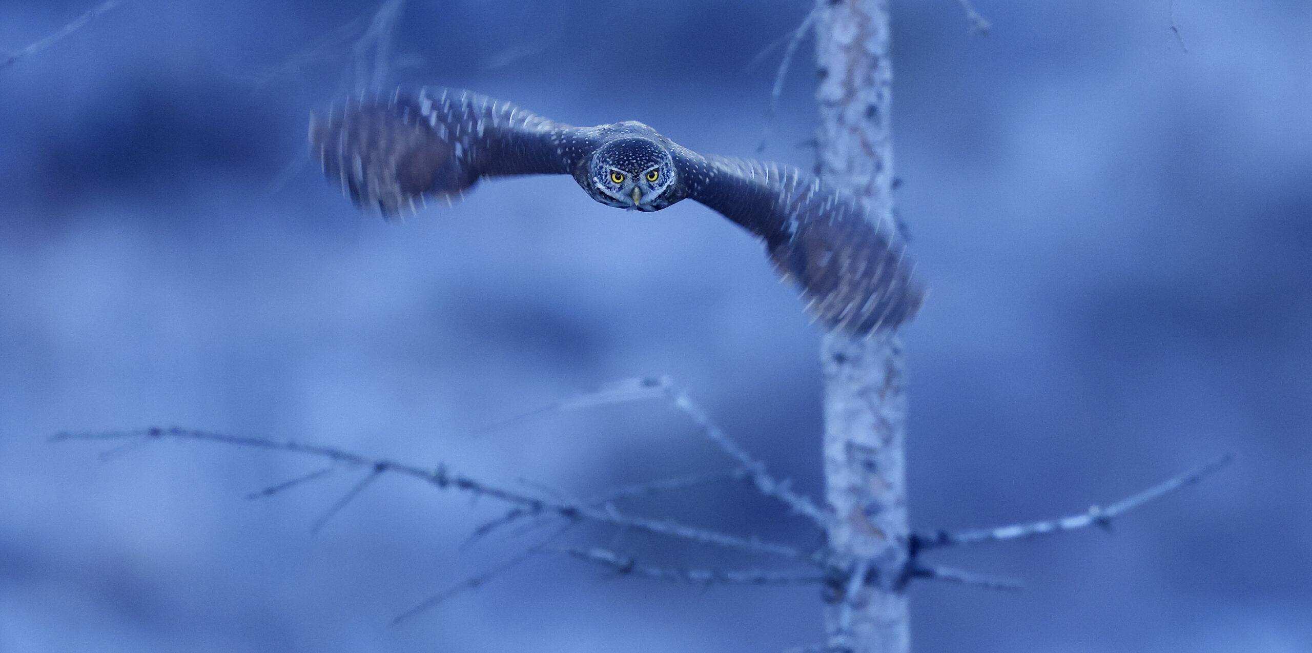 Foto: Tom Schandy