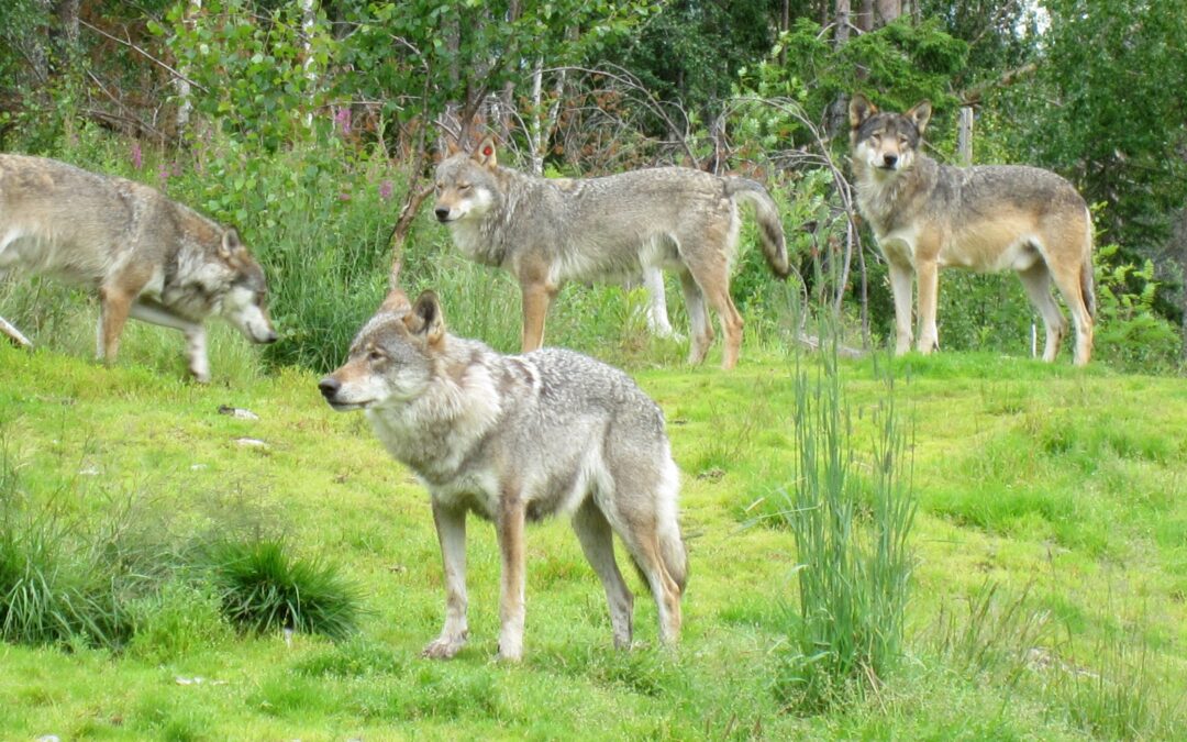 Ulovleg jakt truar naturmangfaldet