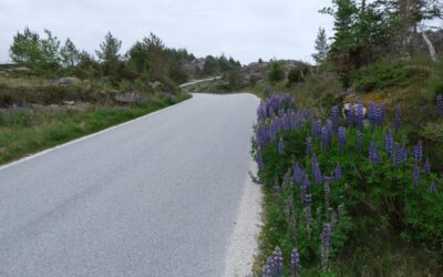 Villblomstenes siste skanse