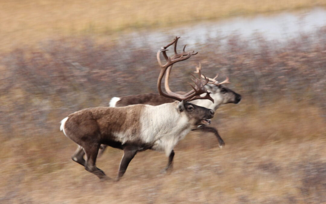Villrein kan flyttes til Frafjordheiane