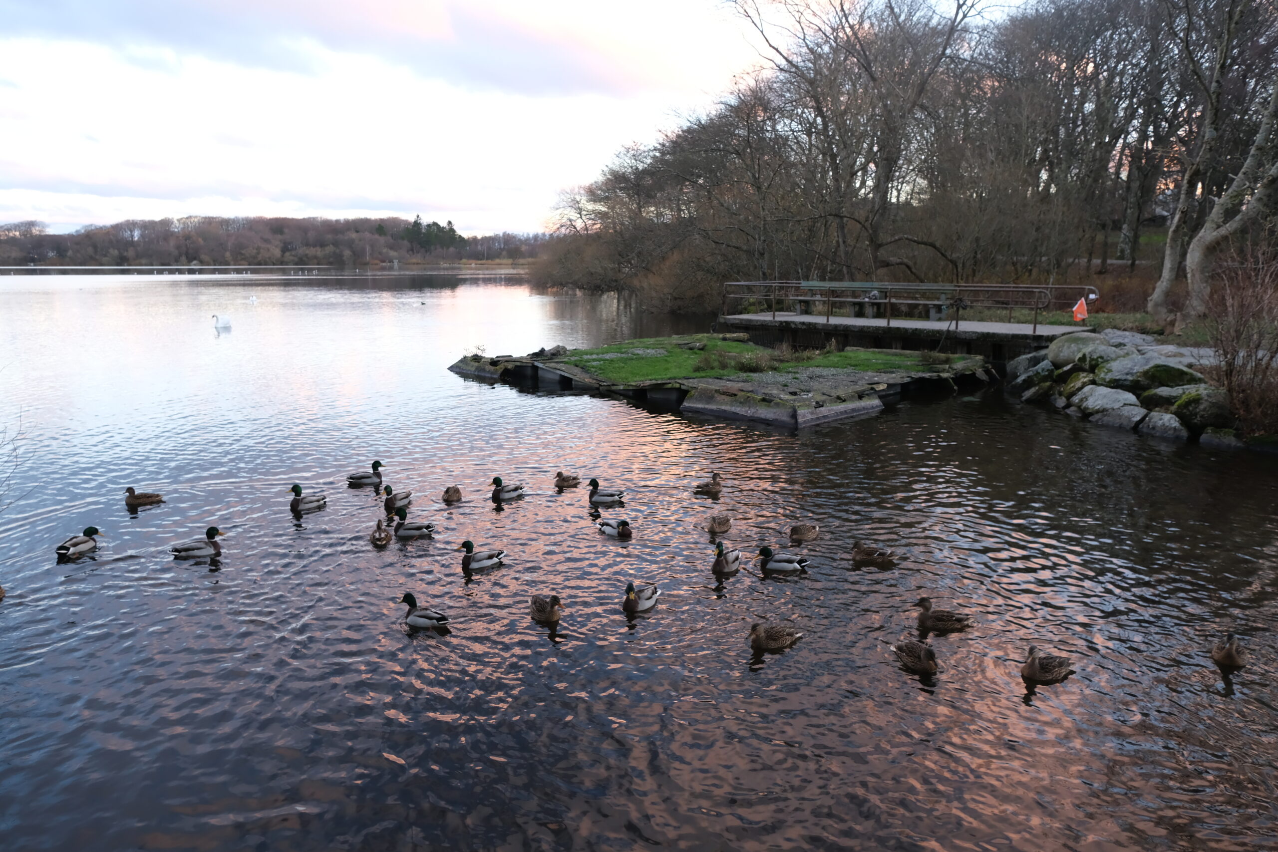 fugleholmen