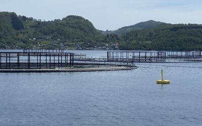 Avslår oppdrettssøknad på grunn av fare for økt lusespredning