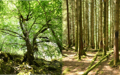 Skog er meir enn tømmer